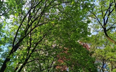 Prebrojavanje gnijezda gačaca